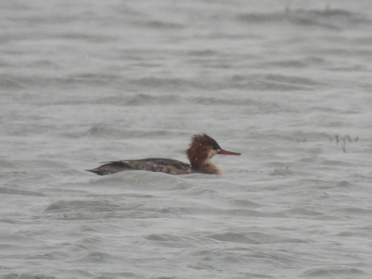 Red-breasted Merganser - ML647486495