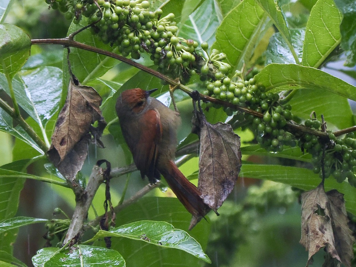 Red-faced Spinetail - ML647486496