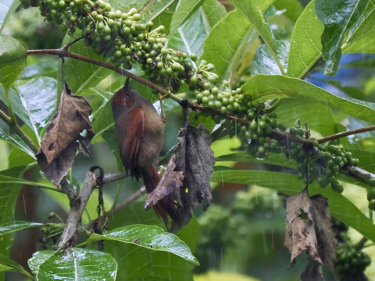 Red-faced Spinetail - ML647486497