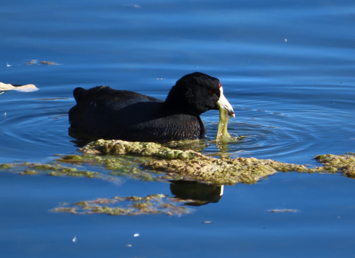 American Coot - ML647486498