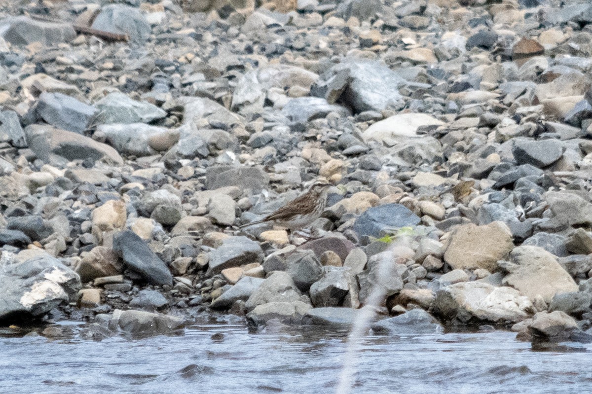 New Zealand Pipit - ML647486499