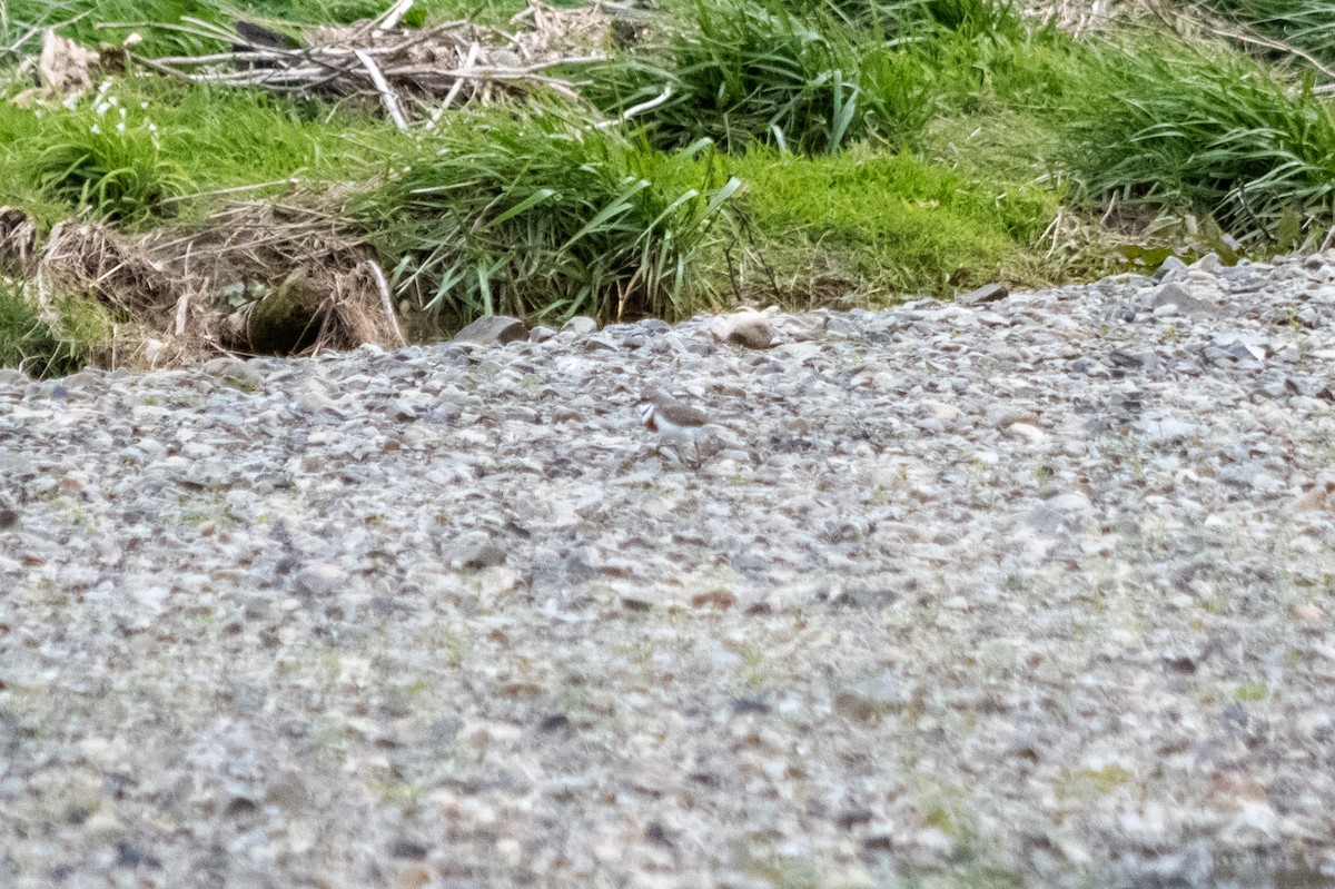 Double-banded Plover - ML647486501