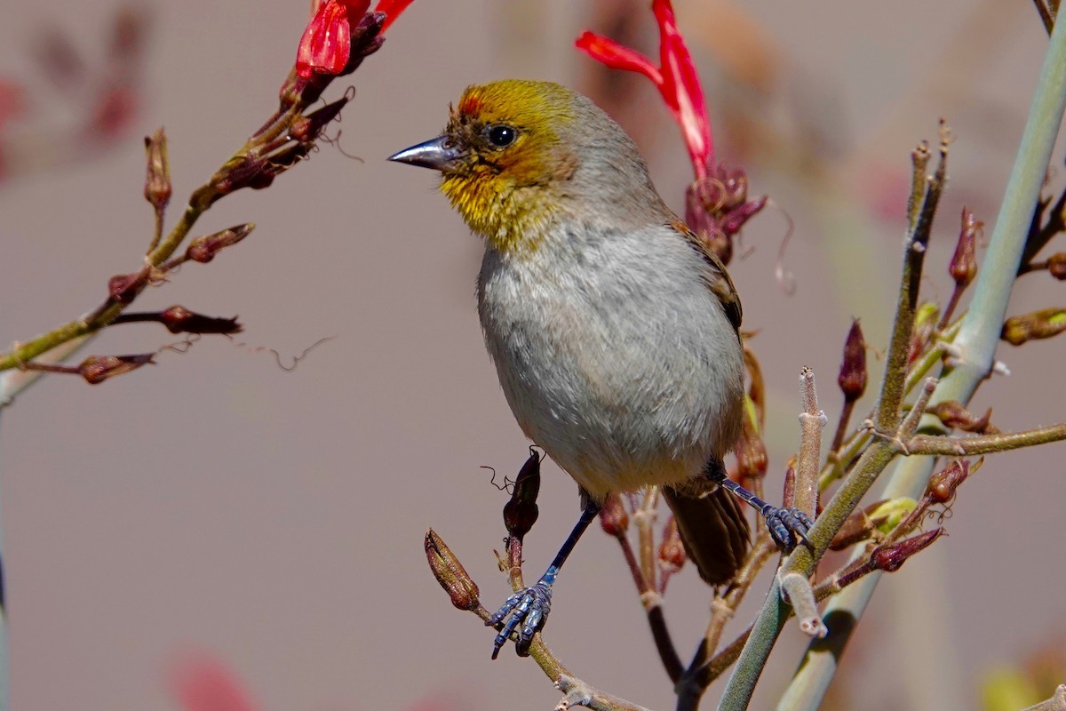 Verdin - ML647486502