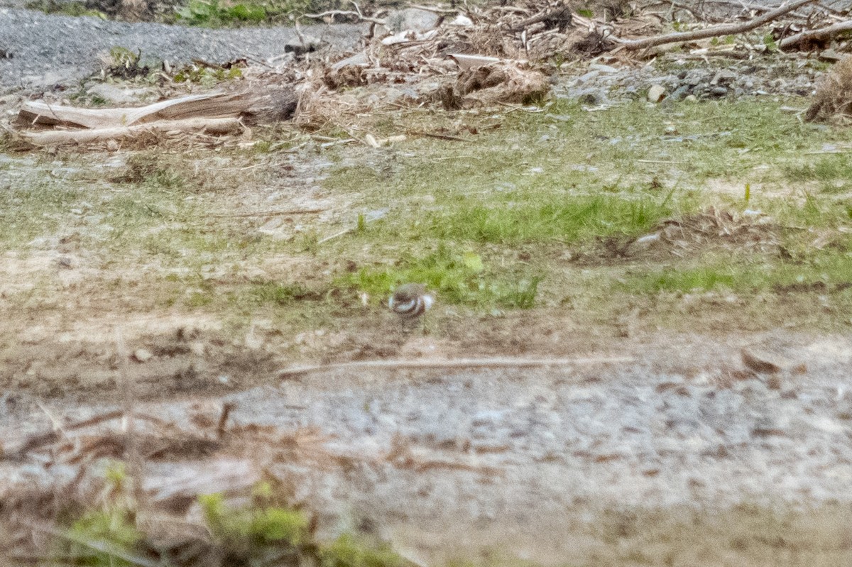 Double-banded Plover - ML647486504
