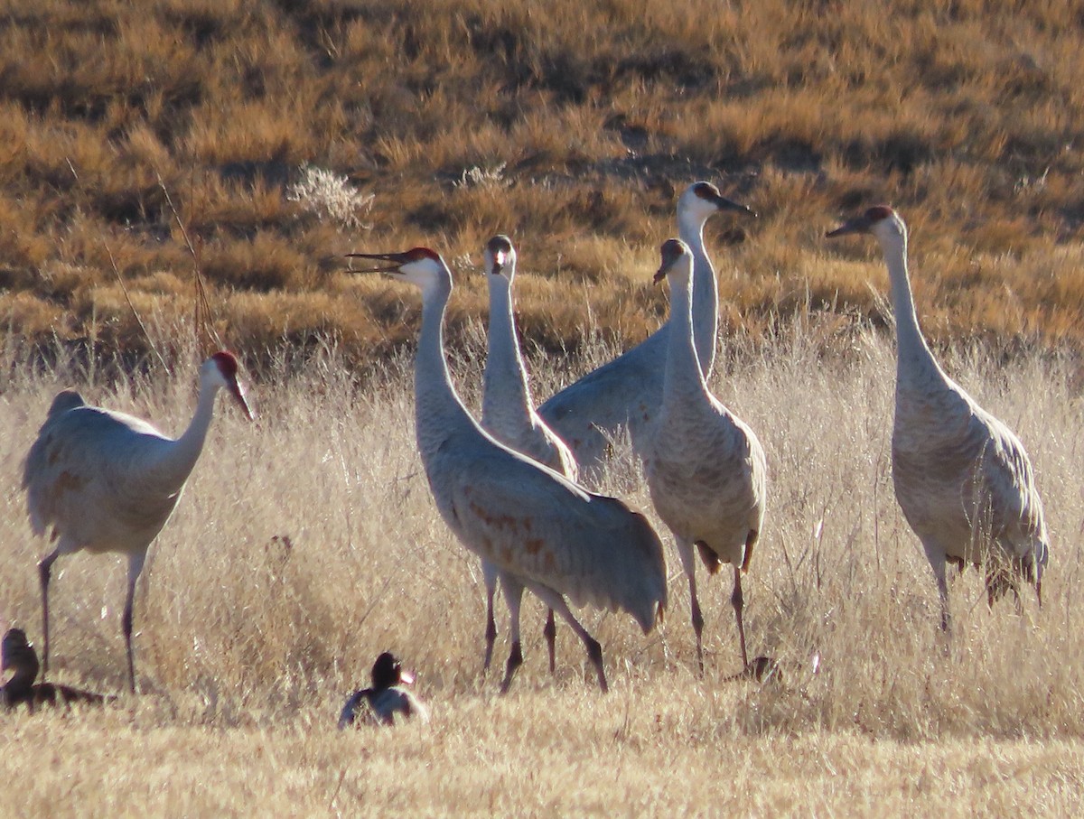 Sandhill Crane - ML647486505