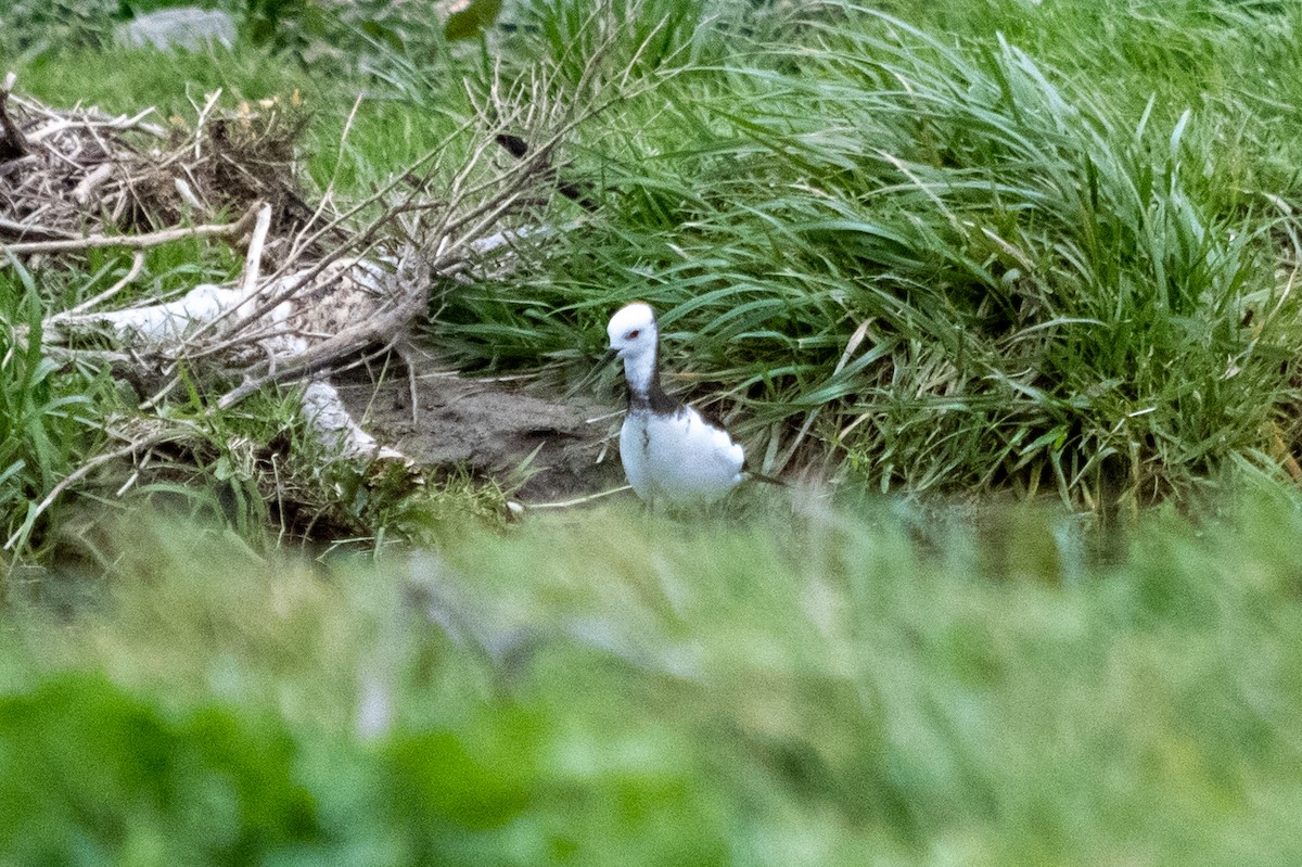 Pied x Black Stilt (hybrid) - ML647486507