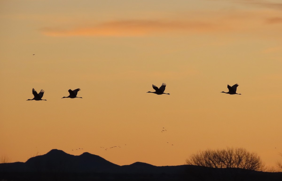 Sandhill Crane - ML647486508