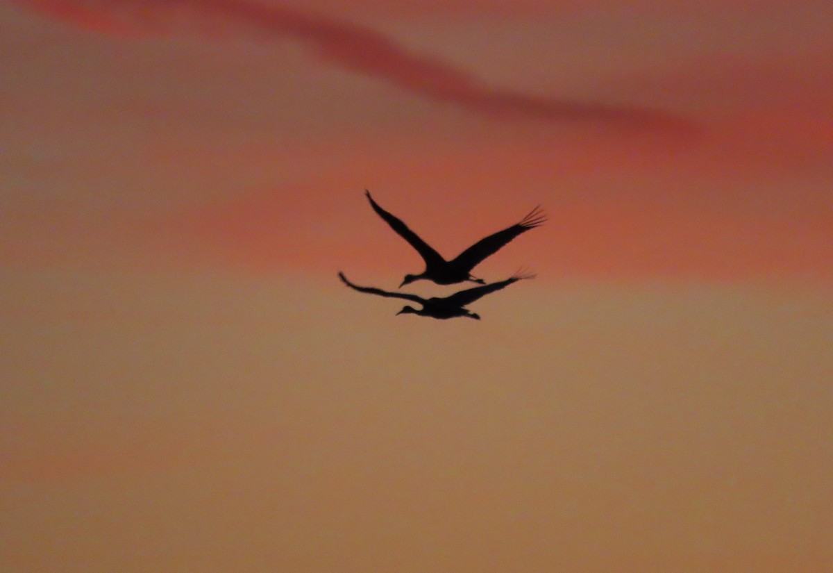 Sandhill Crane - ML647486510