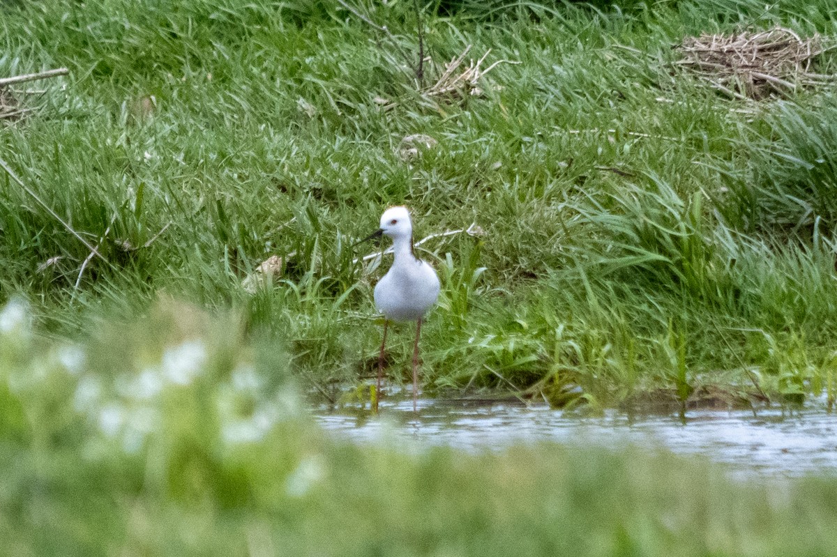 Pied Stilt - ML647486511