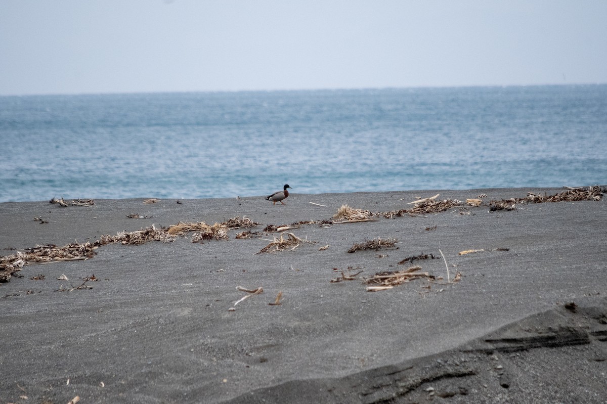 Mallard - ML647486515