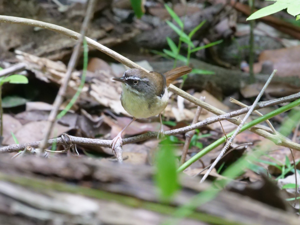 White-browed Scrubwren - ML647486516