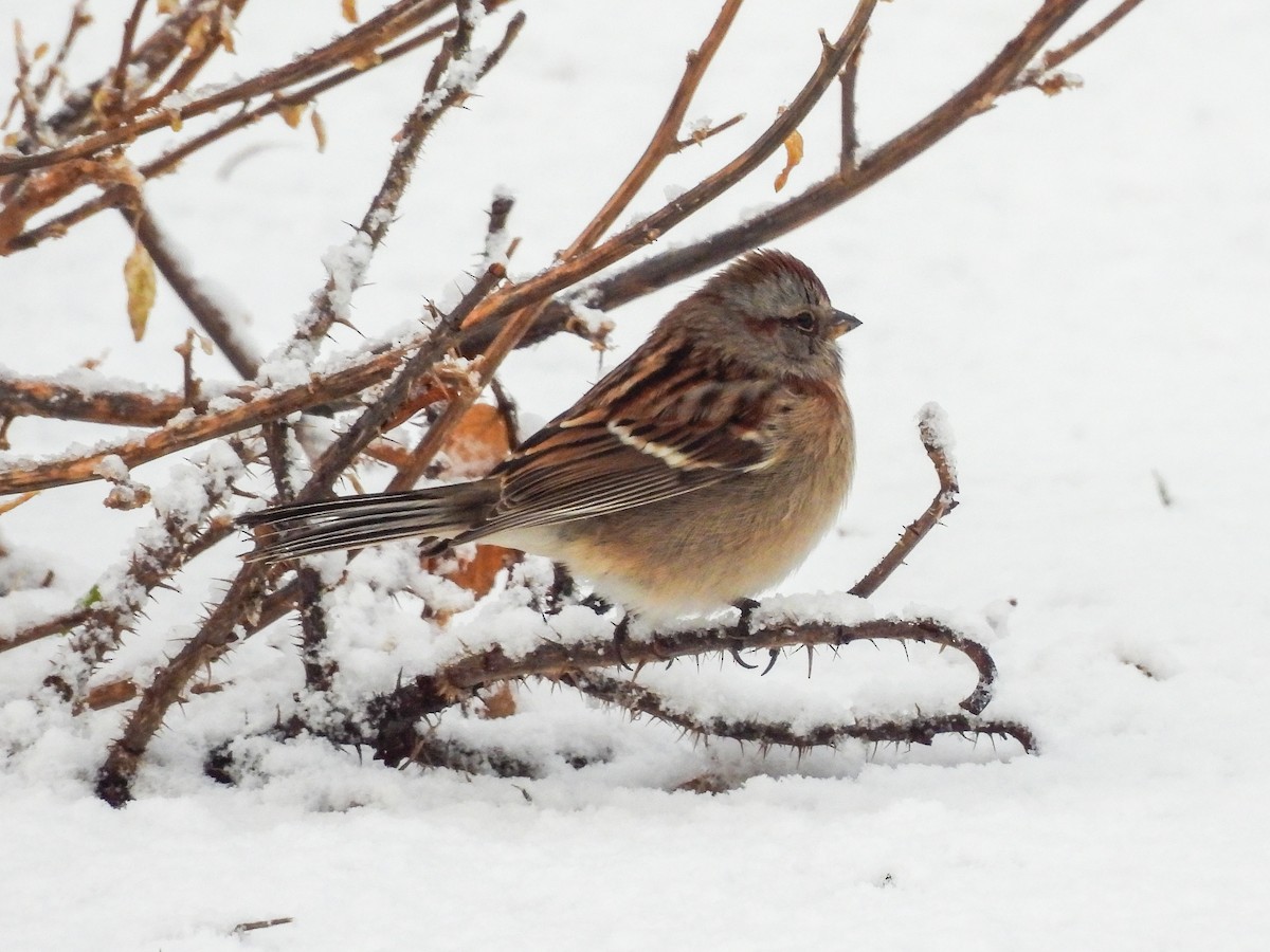 American Tree Sparrow - ML647486518