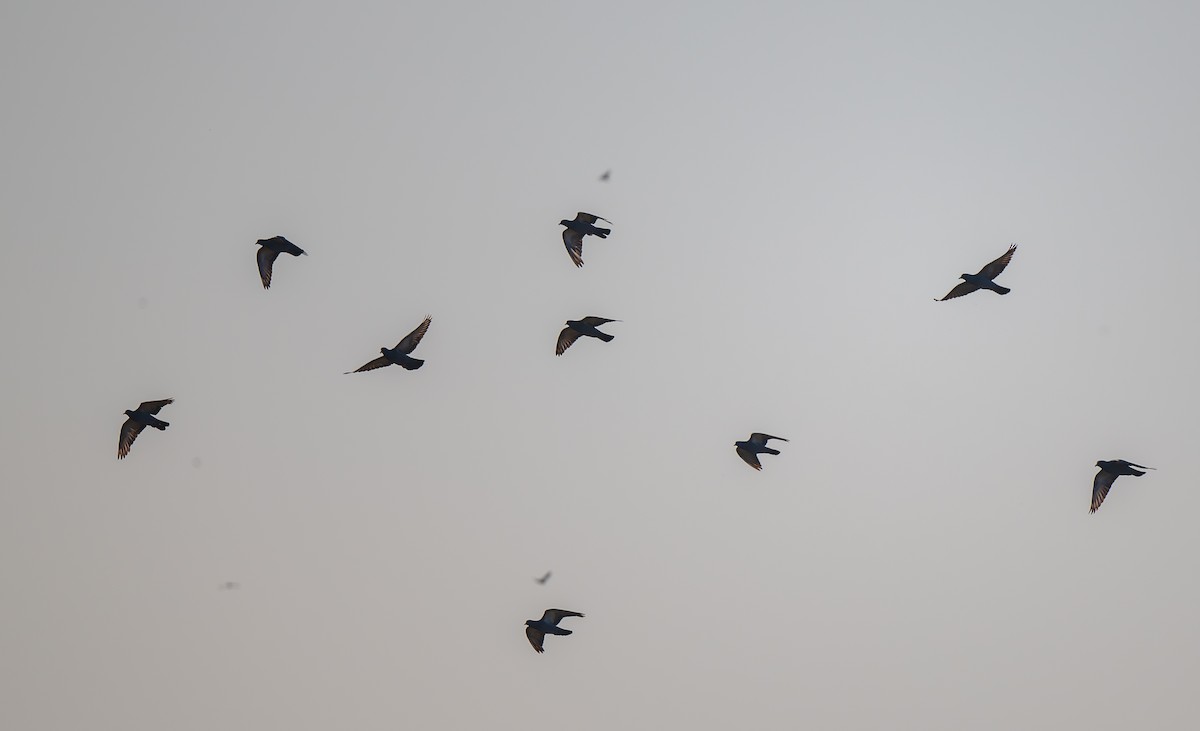 カワラバト（ドバト、家畜型） - ML647486520