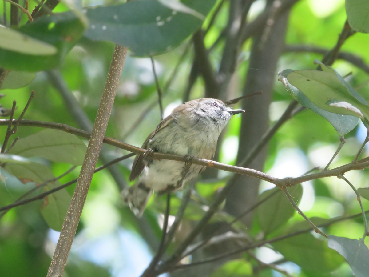Brown Gerygone - ML647486522