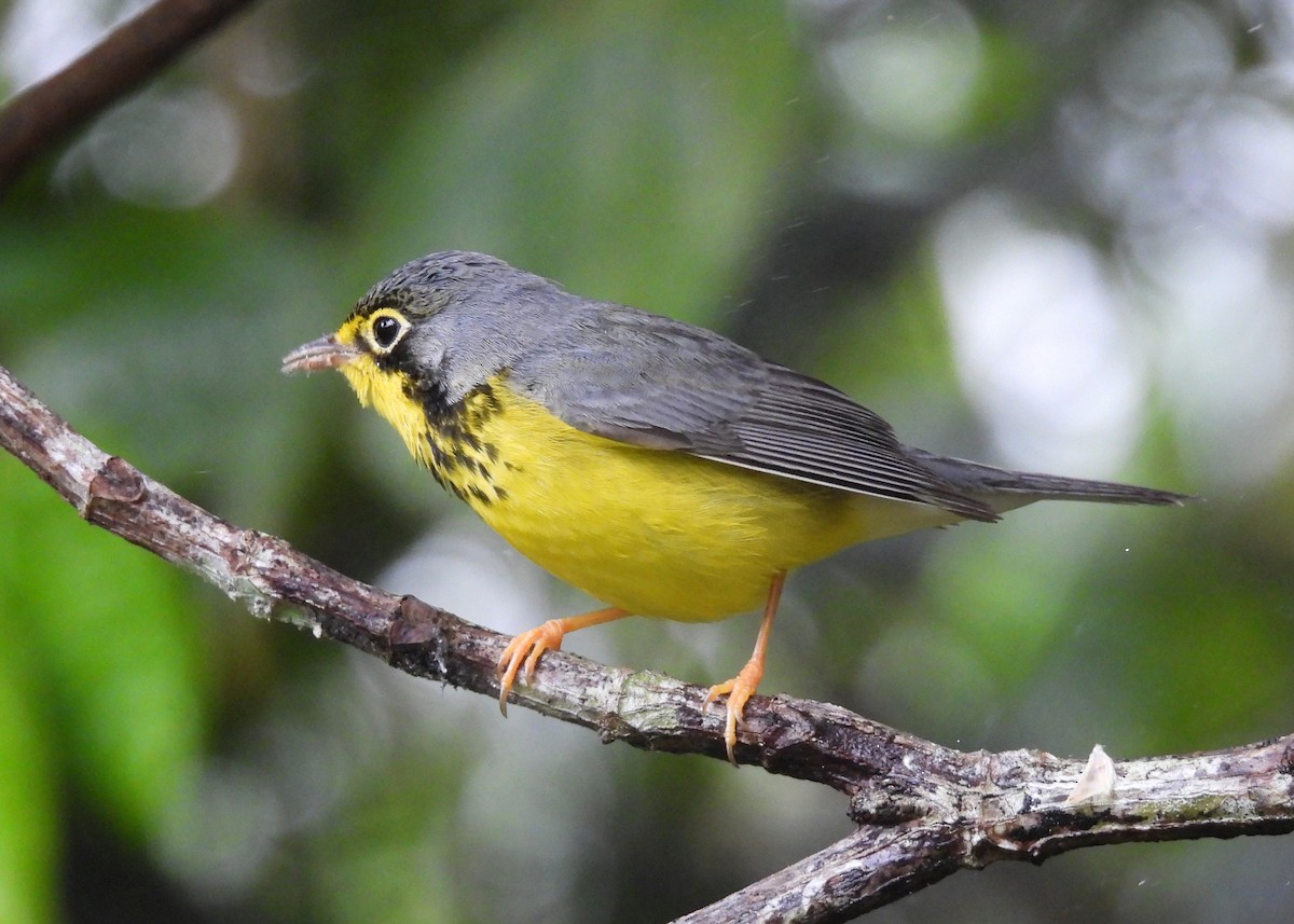 Болотянка строкатовола - ML647486529