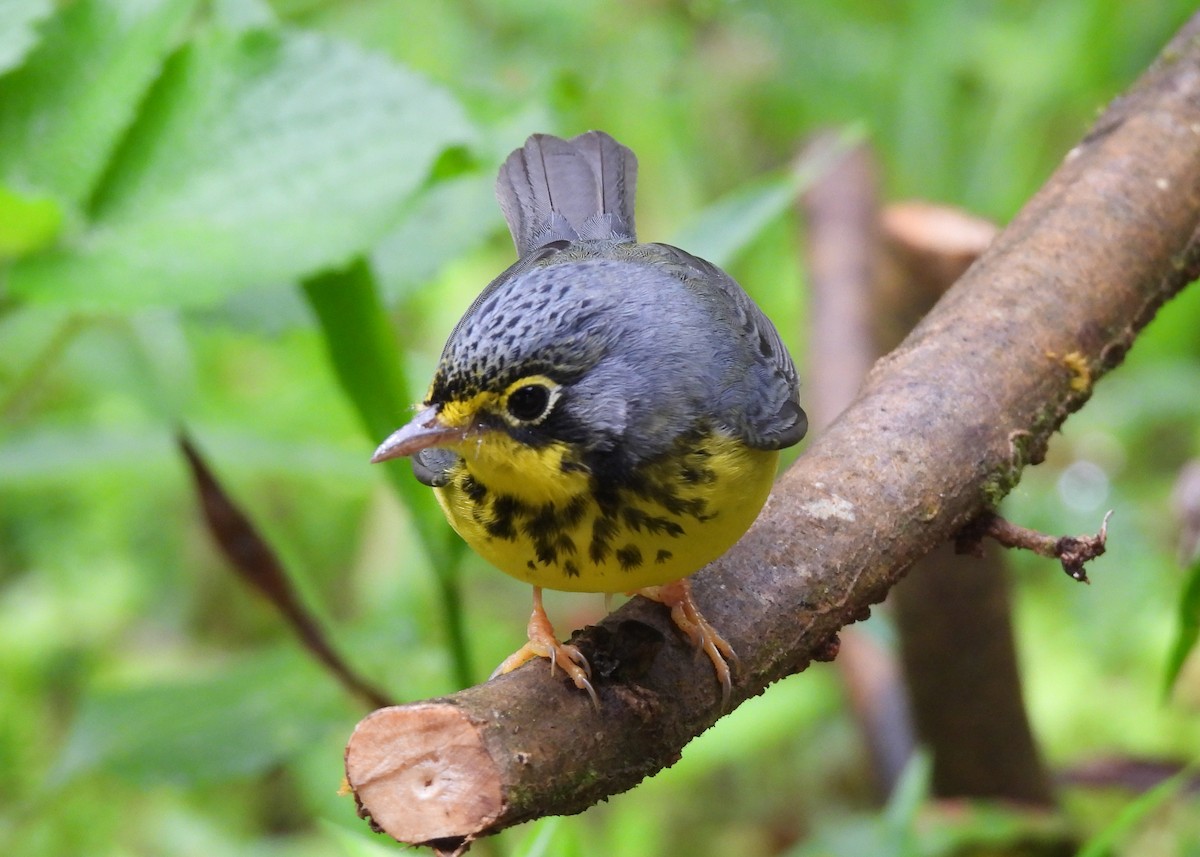 Болотянка строкатовола - ML647486531