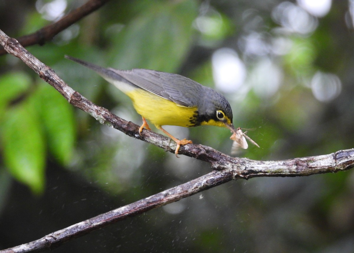 Болотянка строкатовола - ML647486532