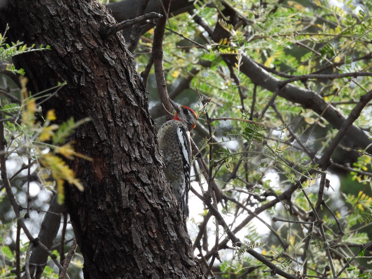 Rotnacken-Saftlecker - ML647486540