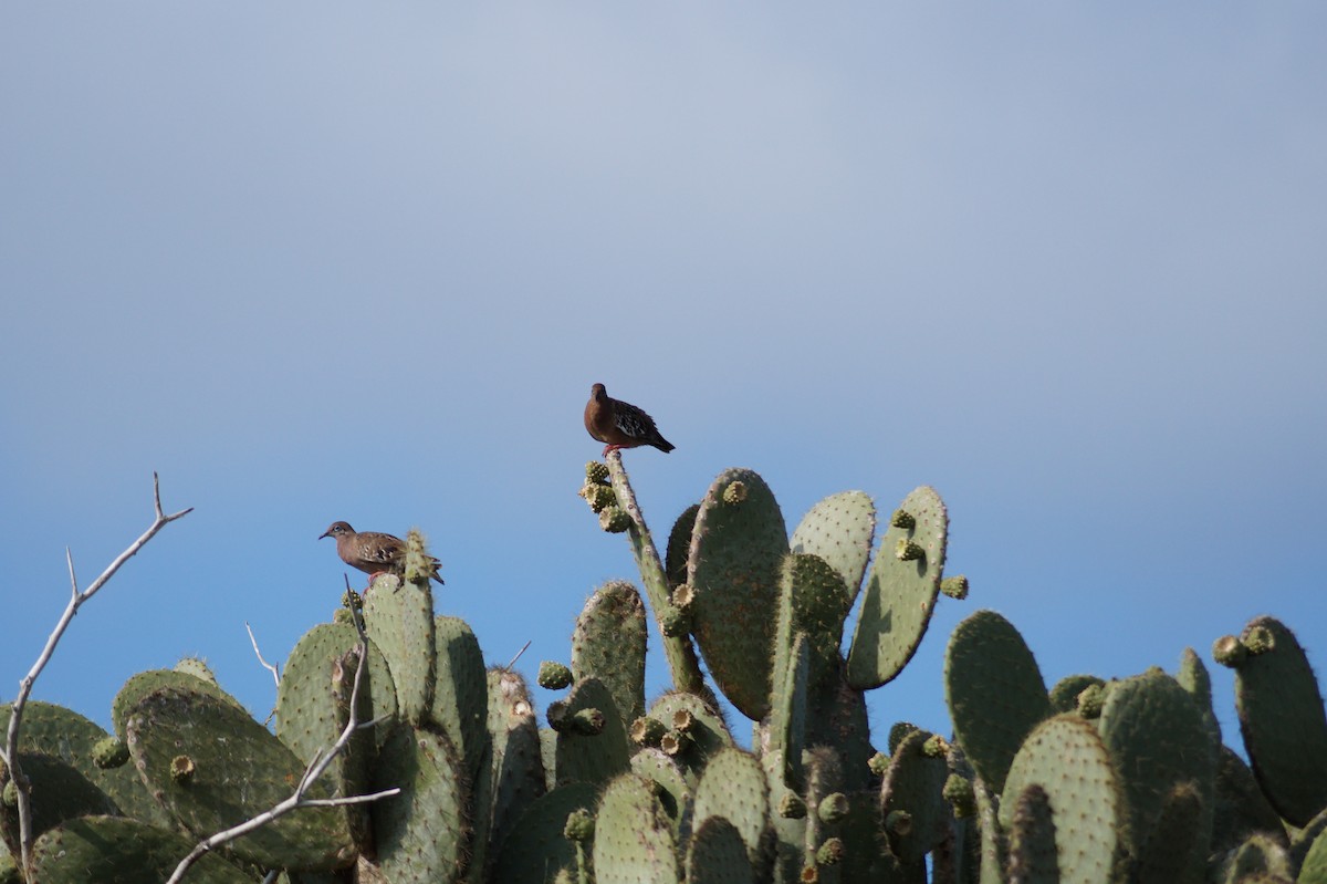 Galapagos Dove - ML647486544