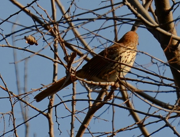 Brown Thrasher - ML647486554
