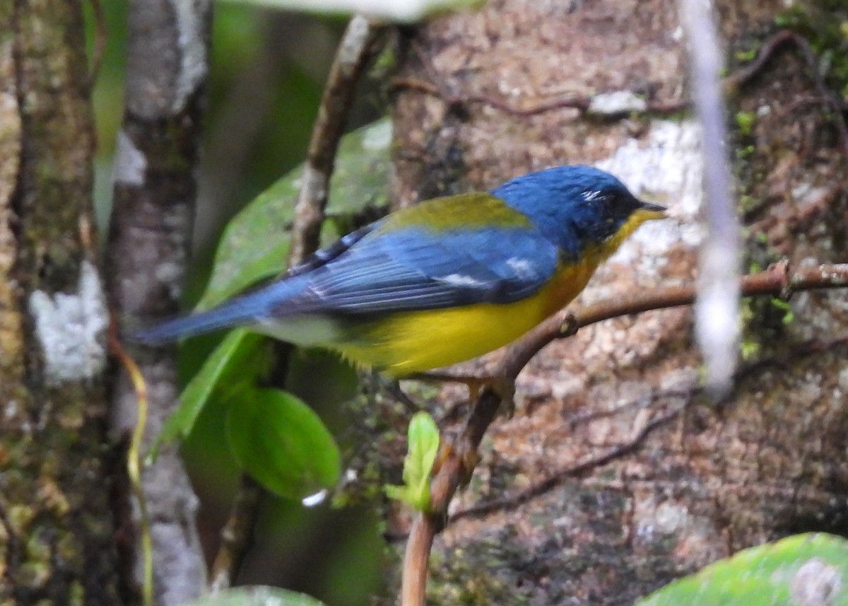 Tropical Parula - ML647486574