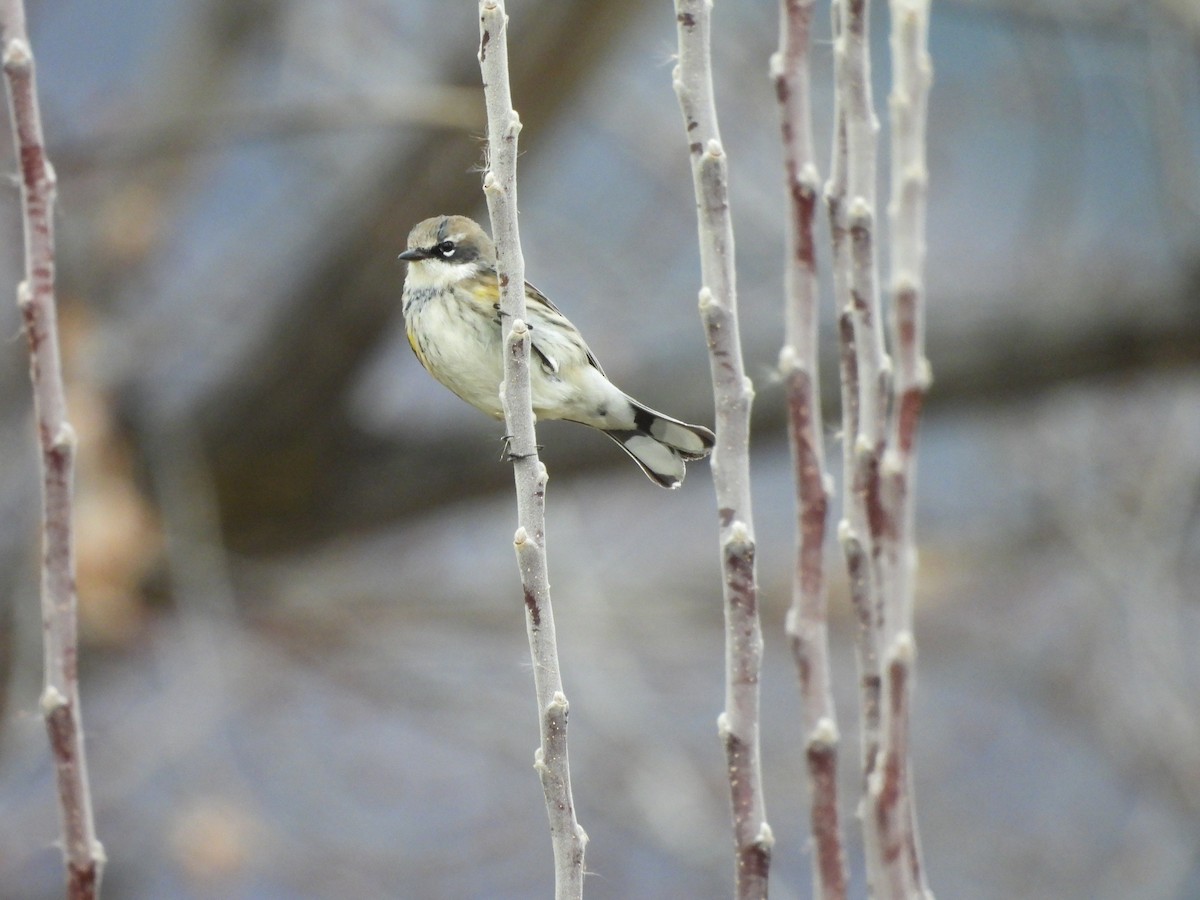 Yellow-rumped Warbler - ML647486586