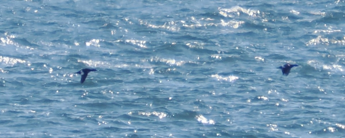 アメリカビロードキンクロ - ML647486599