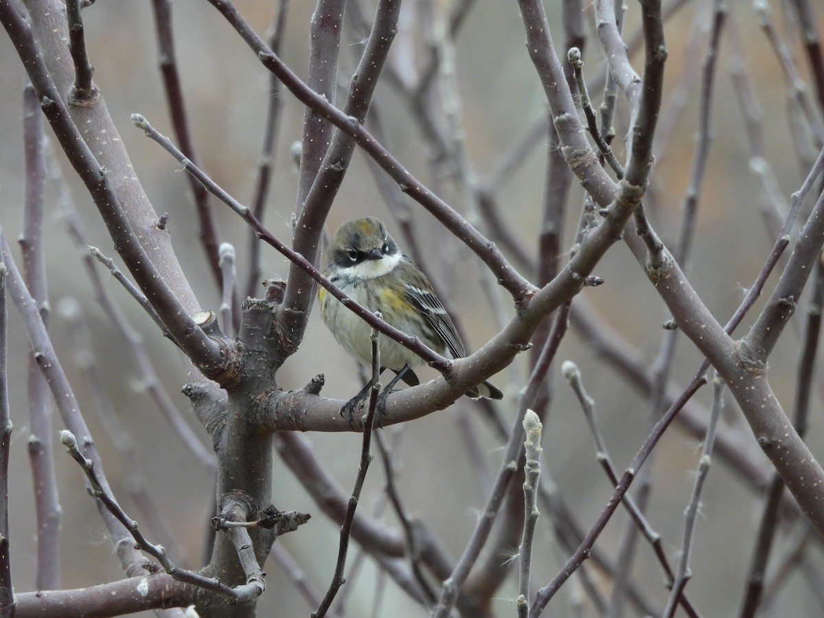 Yellow-rumped Warbler - ML647486601