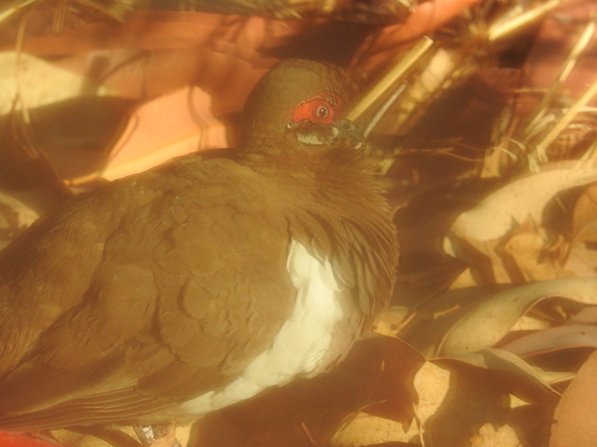 Partridge Pigeon - ML647486608