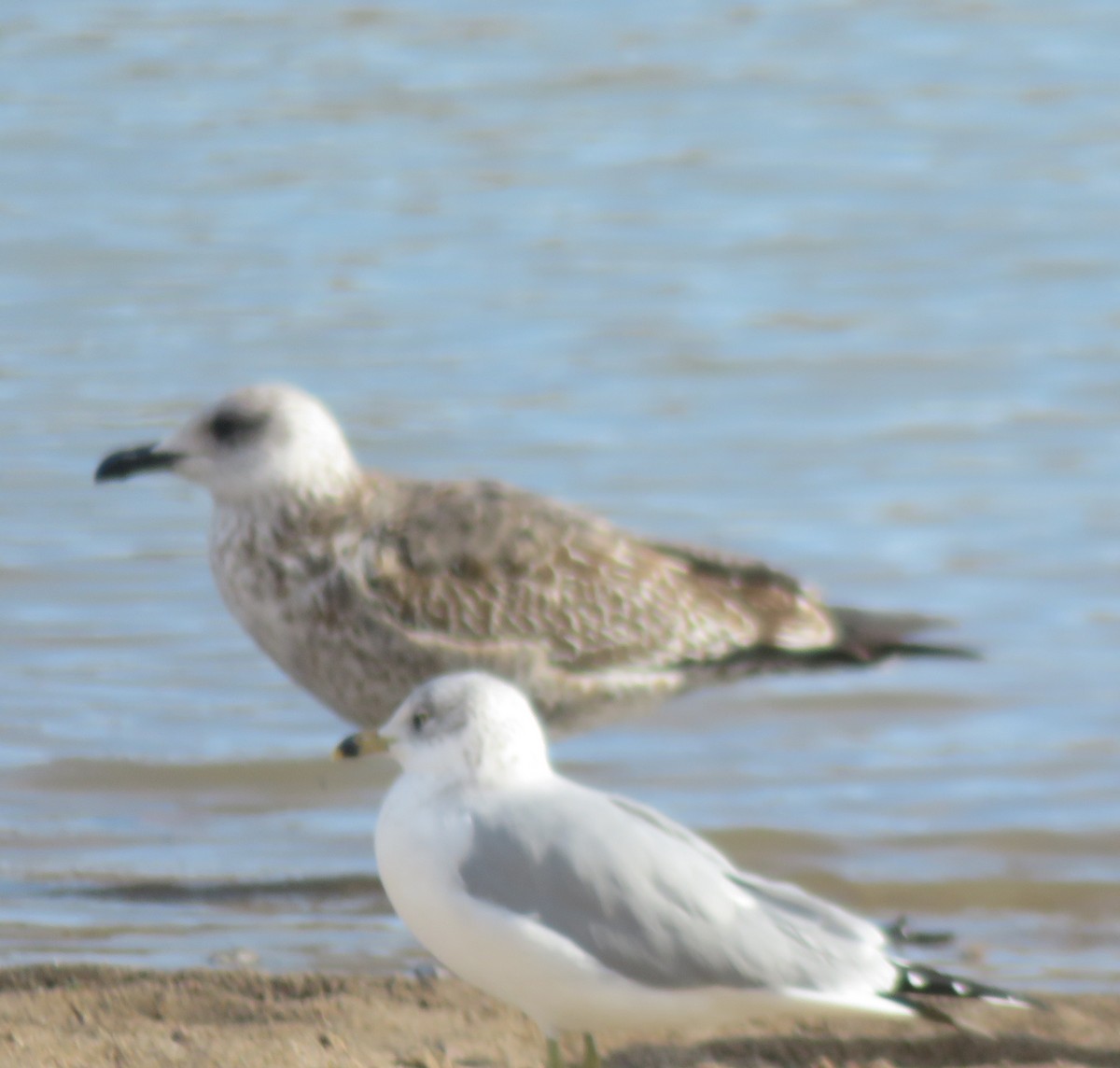 Lesser Black-backed Gull - ML647486609