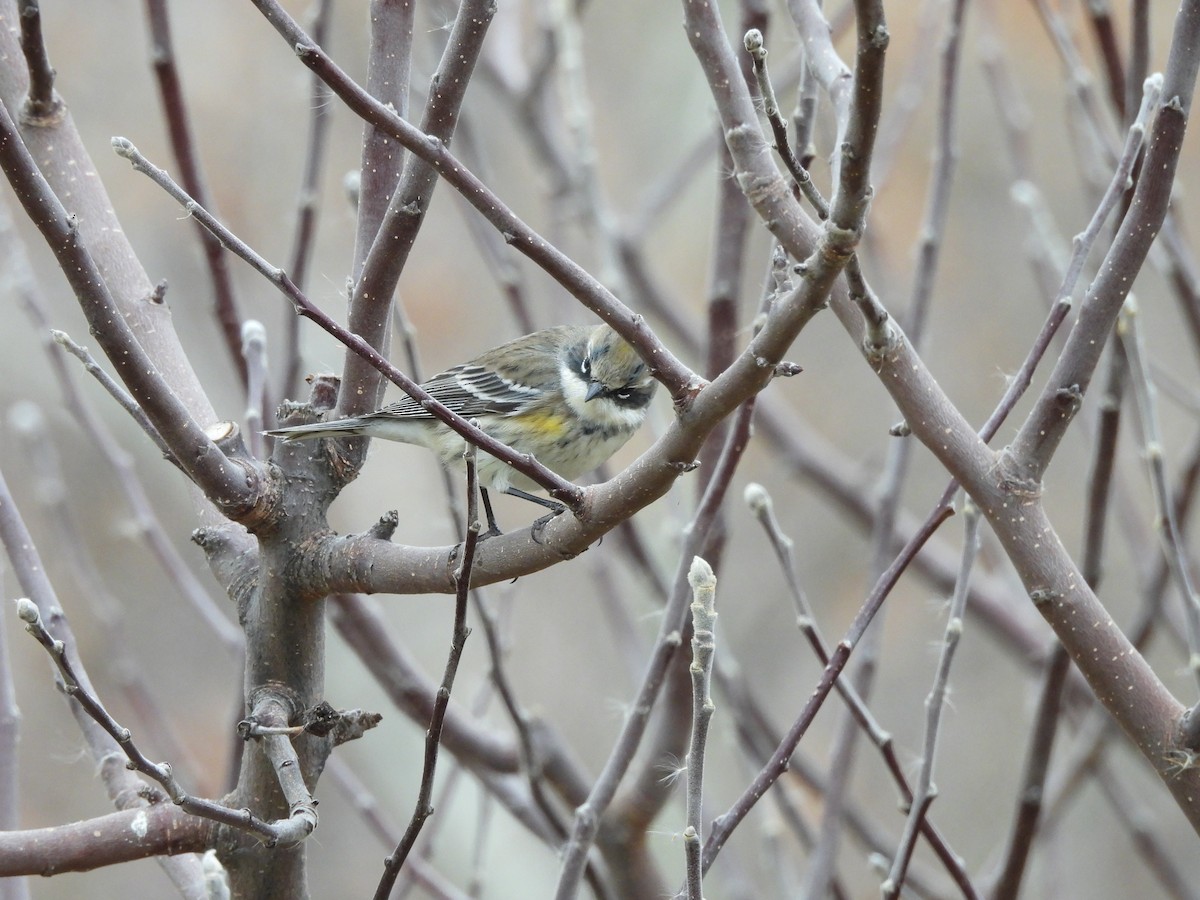 Yellow-rumped Warbler - ML647486612
