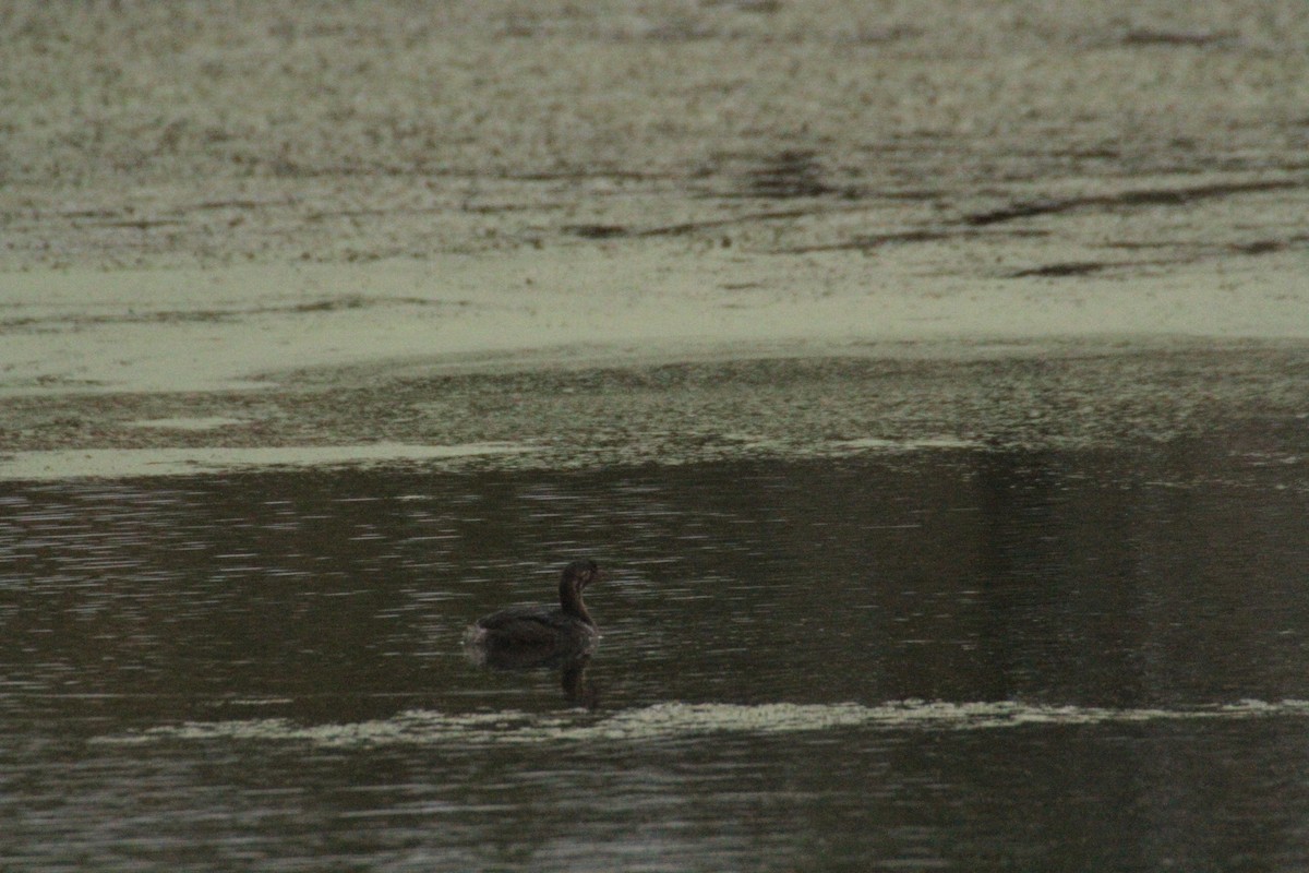 Pied-billed Grebe - ML647486613