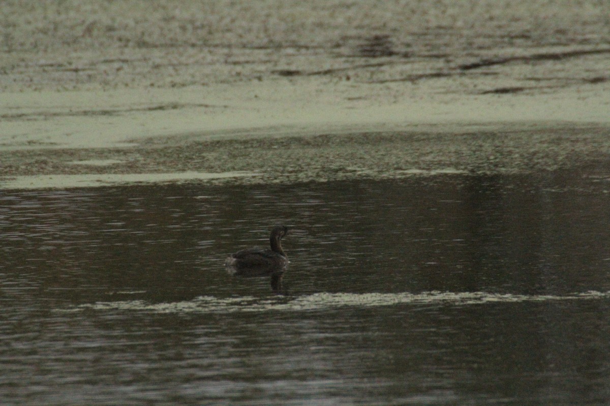 Pied-billed Grebe - ML647486614
