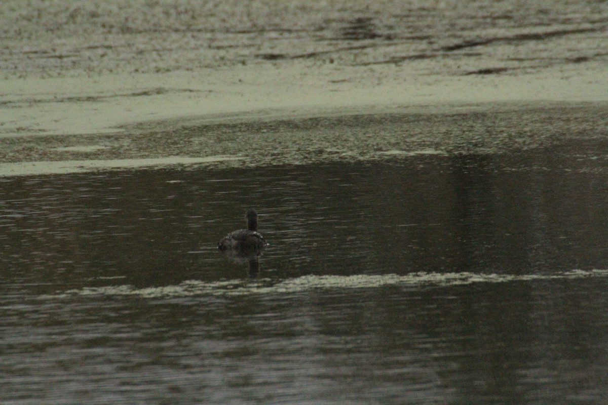 Pied-billed Grebe - ML647486615