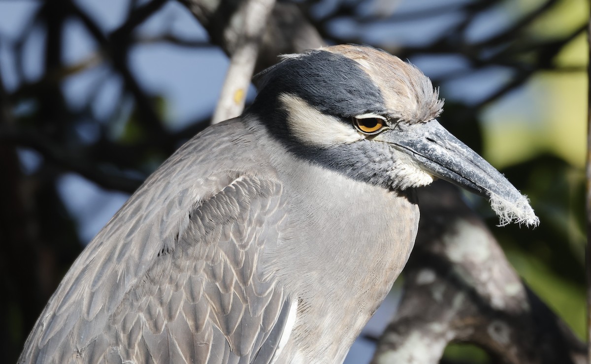 Yellow-crowned Night Heron - ML647486616
