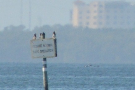 Brown Booby - ML647486620