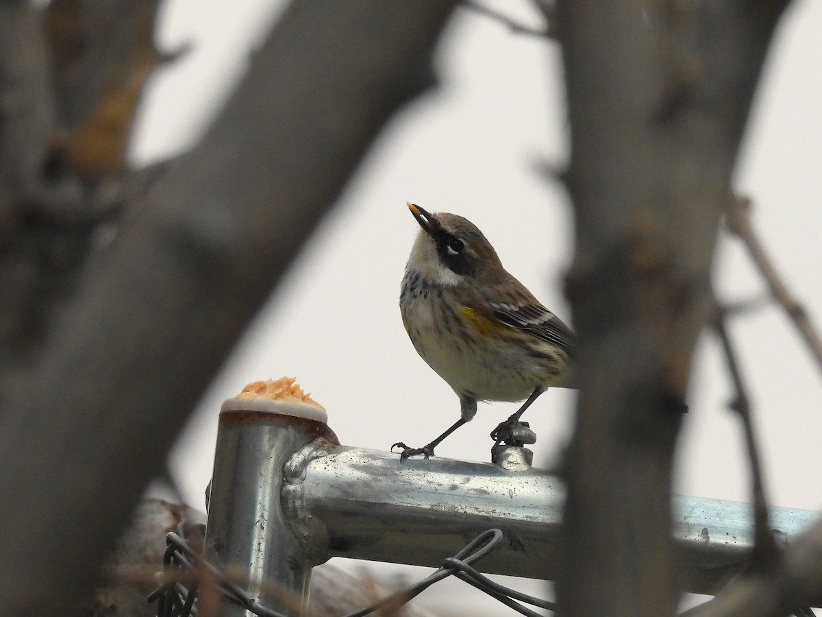 Yellow-rumped Warbler - ML647486625
