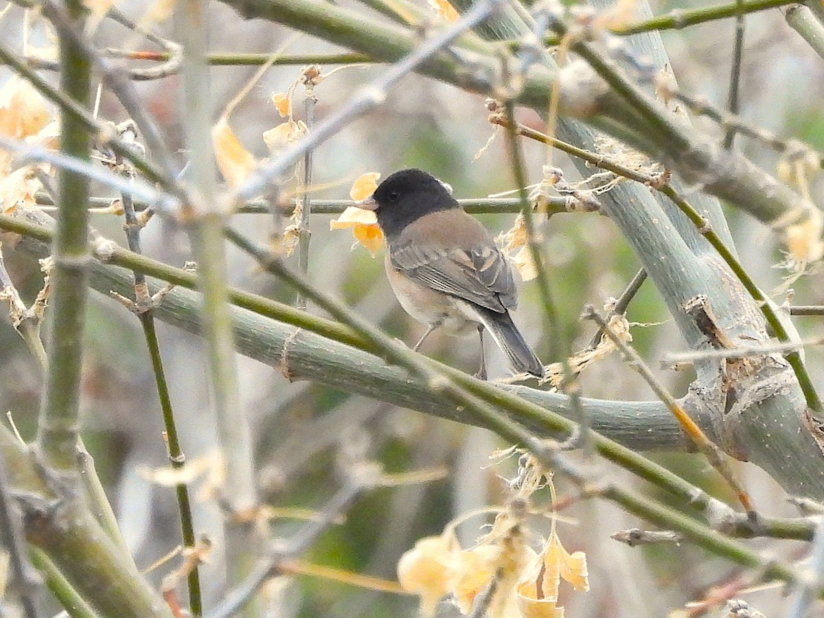 Dark-eyed Junco - ML647486641