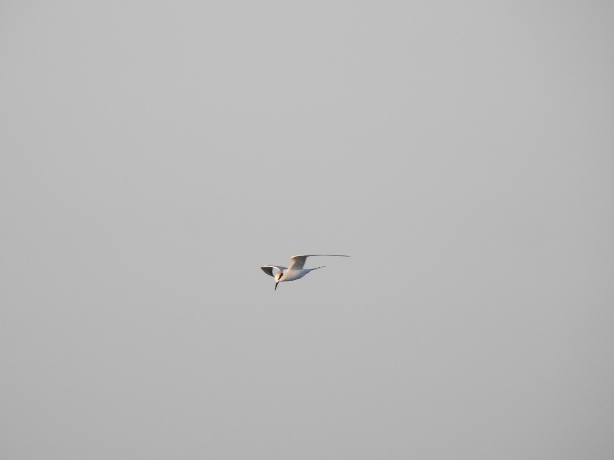 Forster's Tern - ML647486642