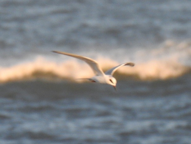 Forster's Tern - ML647486643