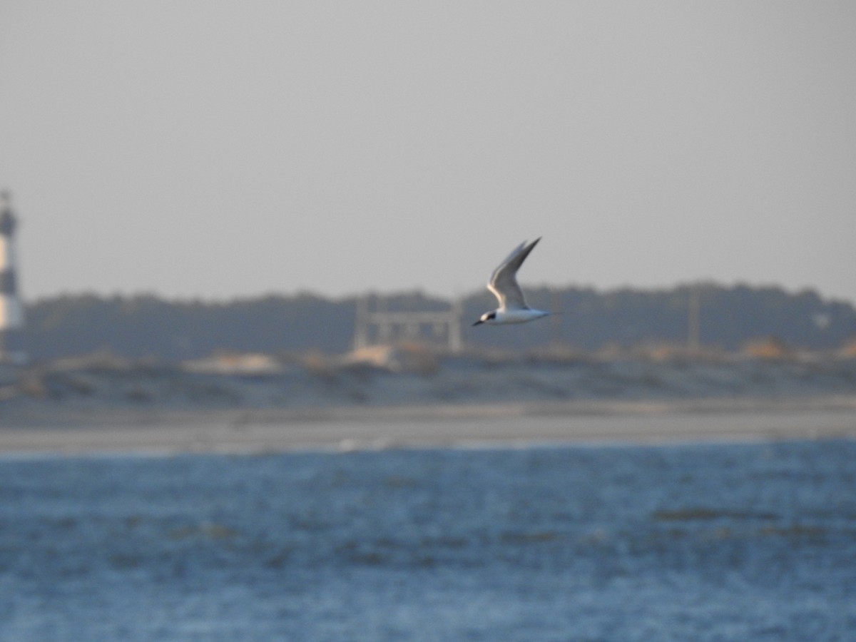 Forster's Tern - ML647486644