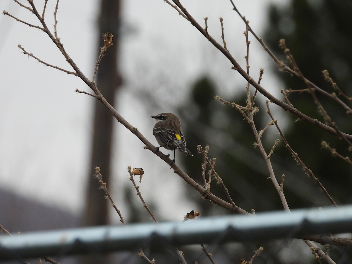 Yellow-rumped Warbler - ML647486653
