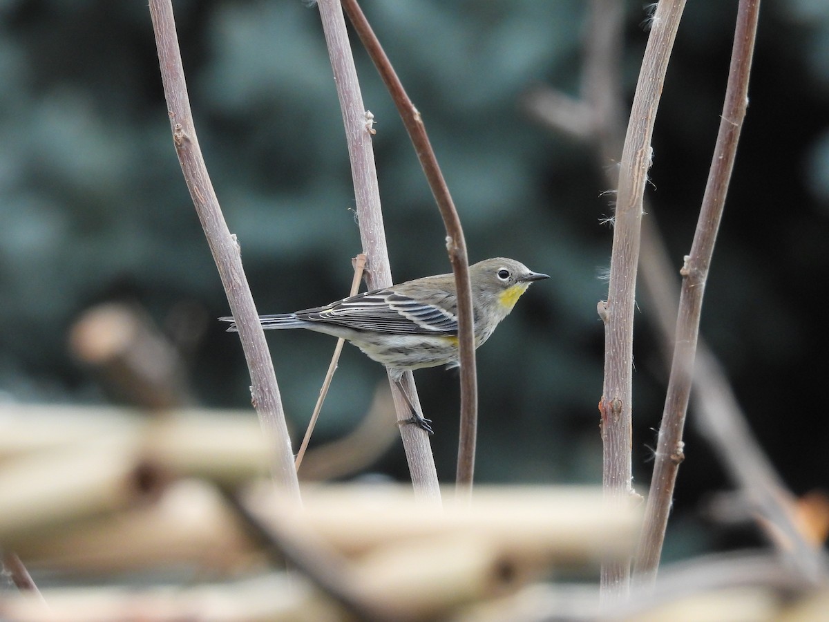 Yellow-rumped Warbler - ML647486655