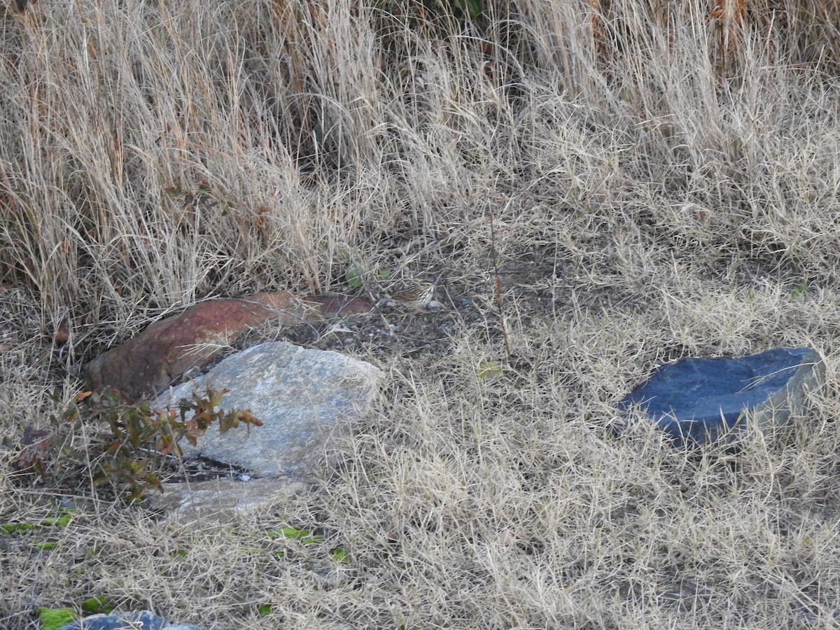 Пасовник савановий - ML647486656