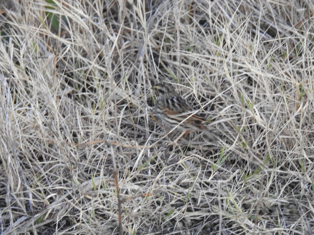 Пасовник савановий - ML647486657