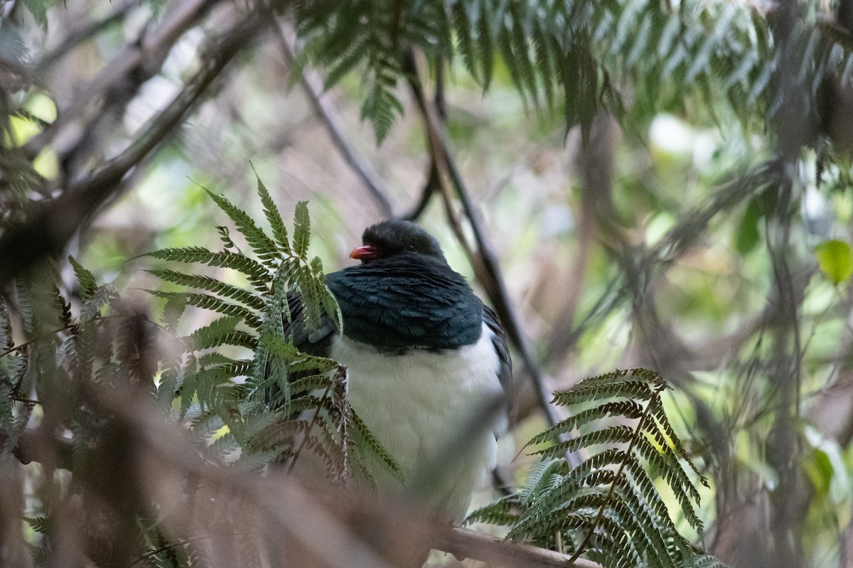 New Zealand Pigeon - ML647486659