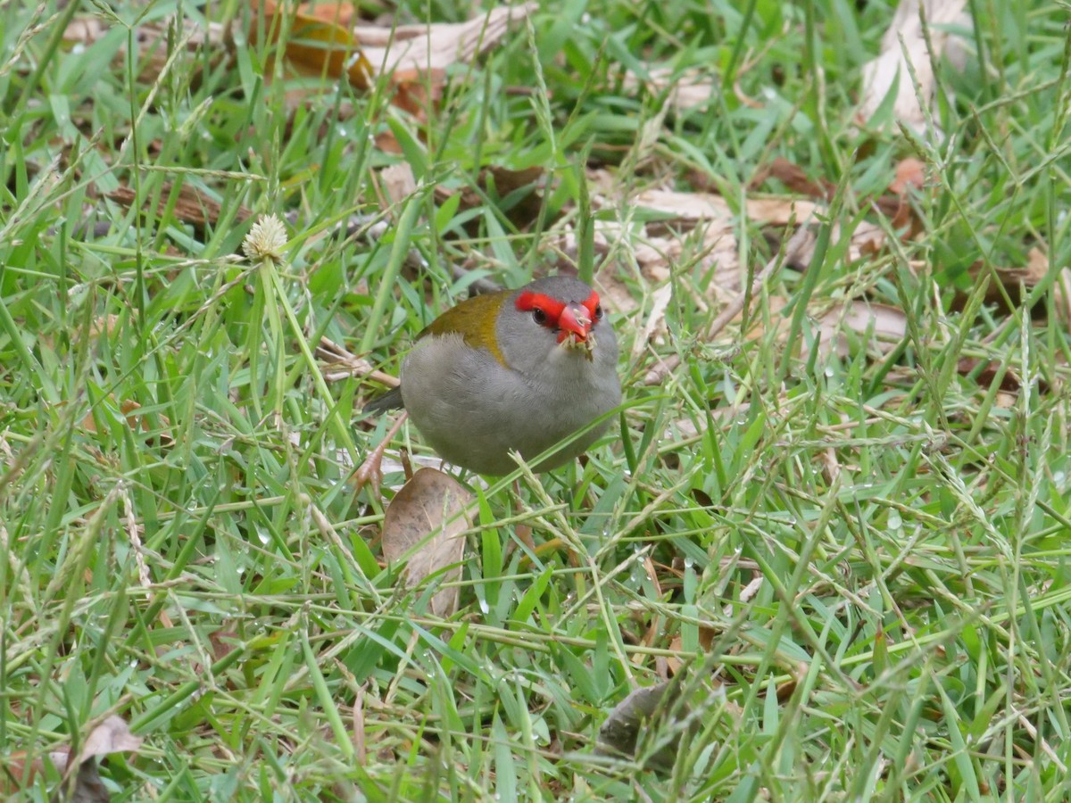 Red-browed Firetail - ML647486662