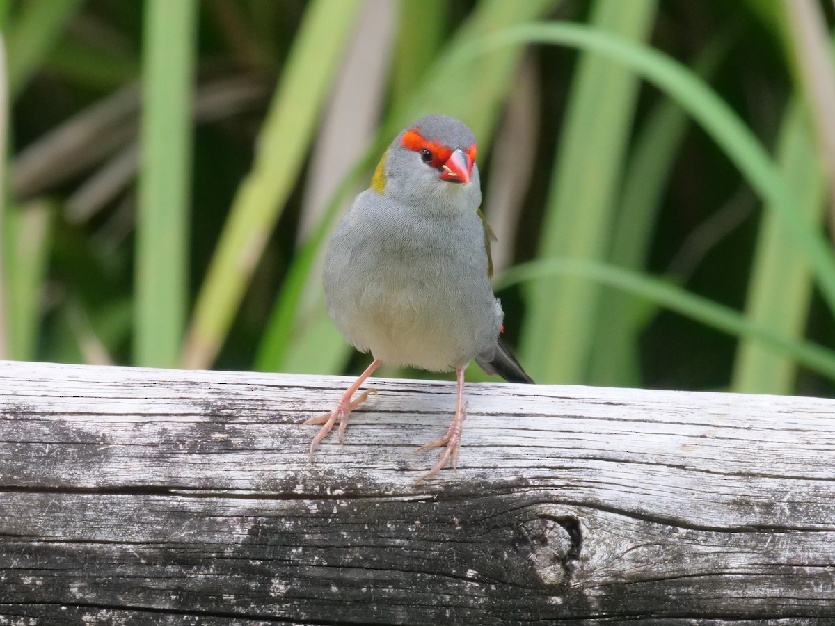 Red-browed Firetail - ML647486663