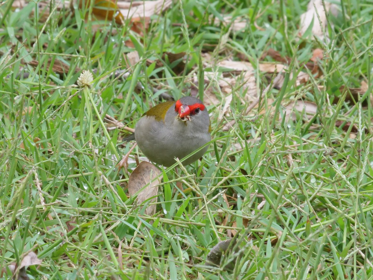 Red-browed Firetail - ML647486664