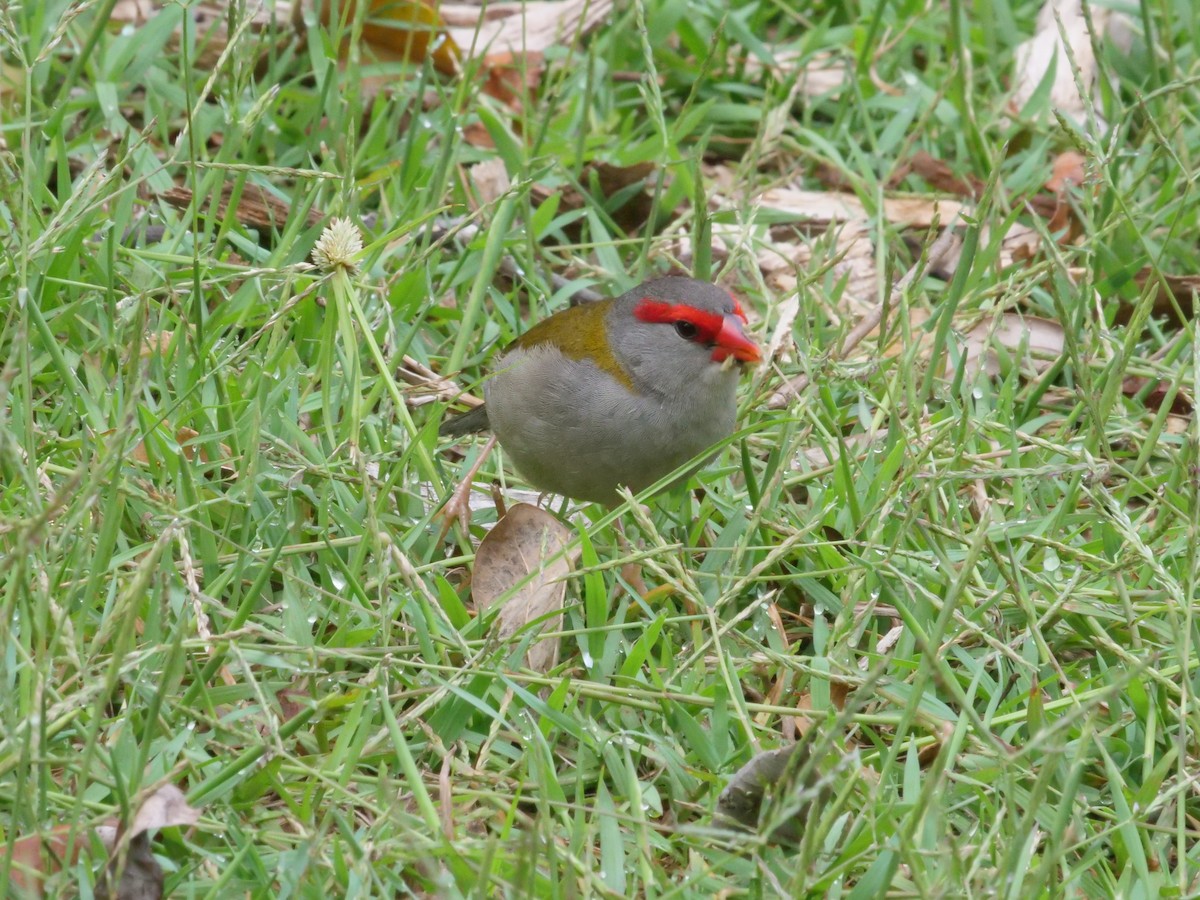 Red-browed Firetail - ML647486665